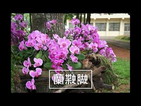 觀賞樹木