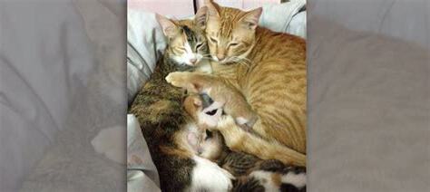 野貓在家裡生小貓