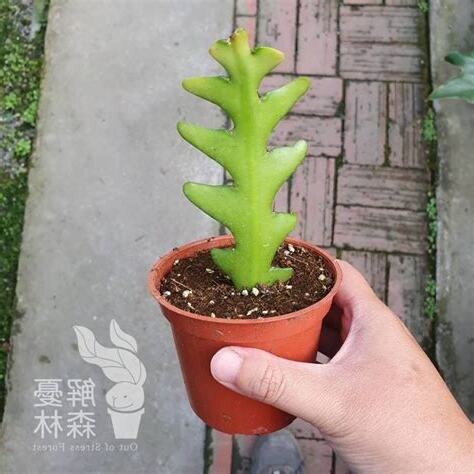 鯊魚劍仙人掌風水
