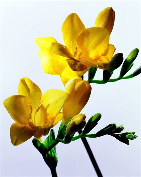 金雀花花期