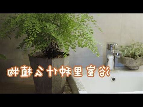 浴室淨化廁所植物