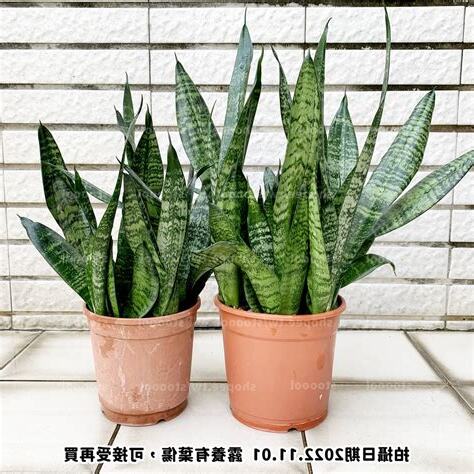 銀後虎尾蘭變綠