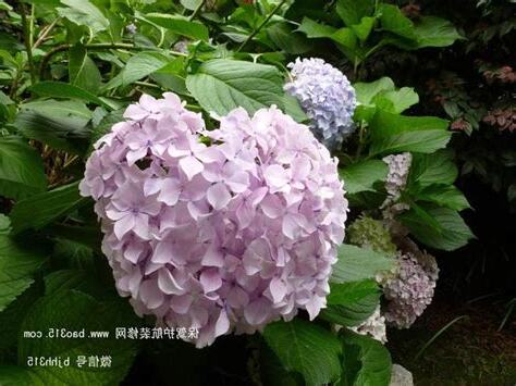繡球花風水