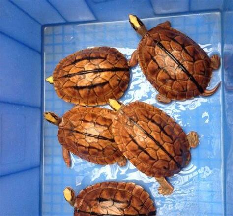 養烏龜品種