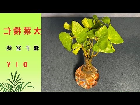 大葉欖仁用途