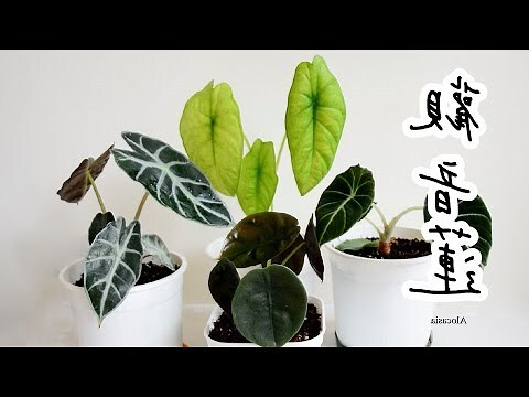 觀音蓮