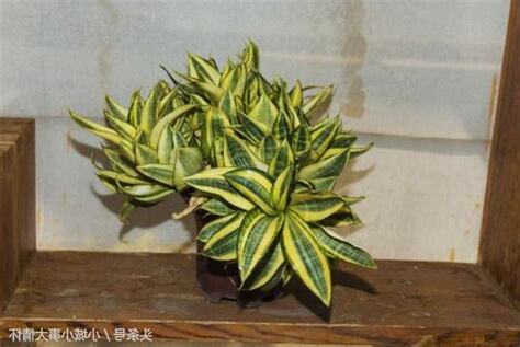 床頭放植物