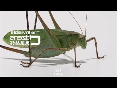 看到蚱蜢代表什麼