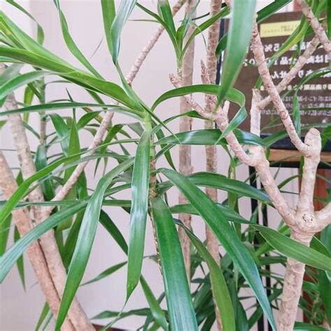 細長葉植物