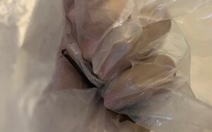 蝙蝠在家裡怎麼辦