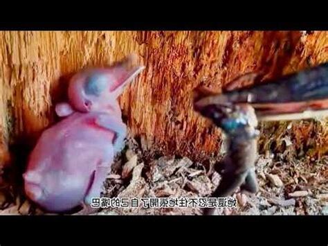幼鳥死掉