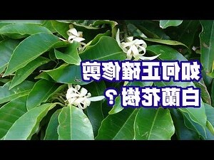 玉蘭花如何修剪