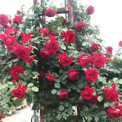 爬藤薔薇