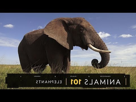 動物居所