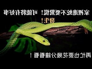 家裡來蛇