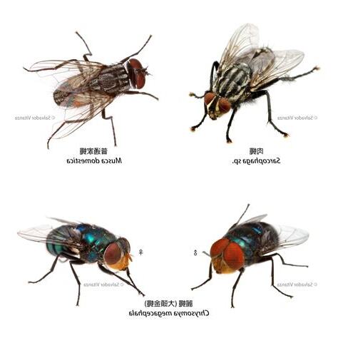 蒼蠅預兆