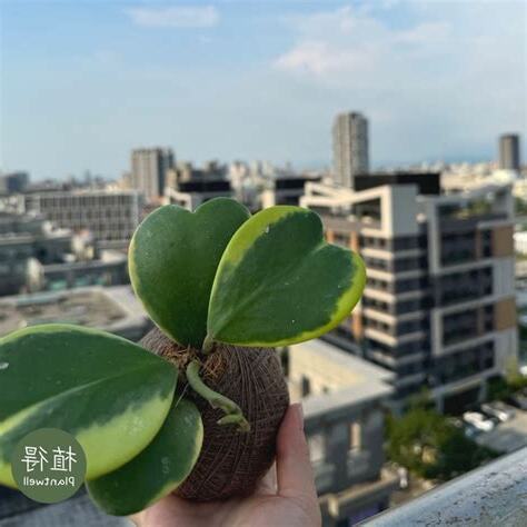 心葉毬蘭風水