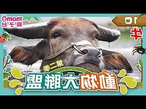 象徵財富的動物
