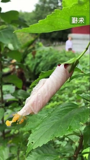 朱槿花苞