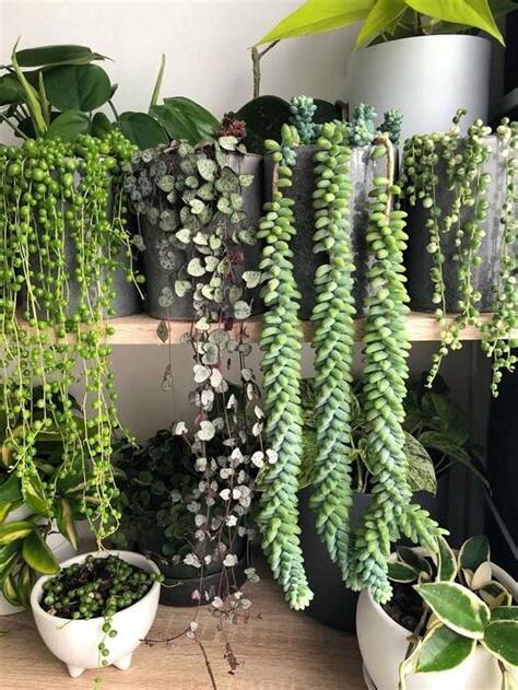 垂墜植物