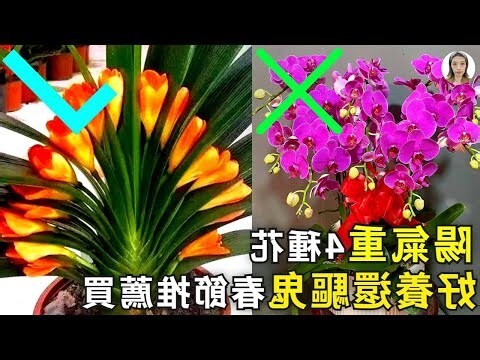 適合放書桌的植物