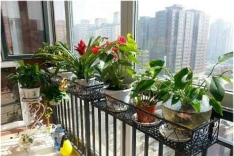 阳台适合种什么植物