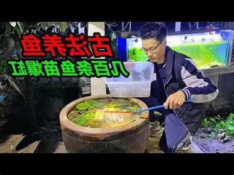 户外養魚