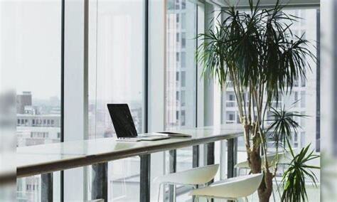 辦公室植物擋煞