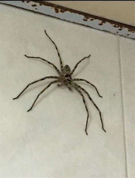 家裏出現蜘蛛