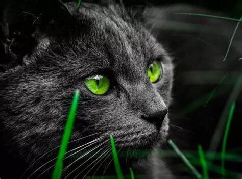 黑猫寓意