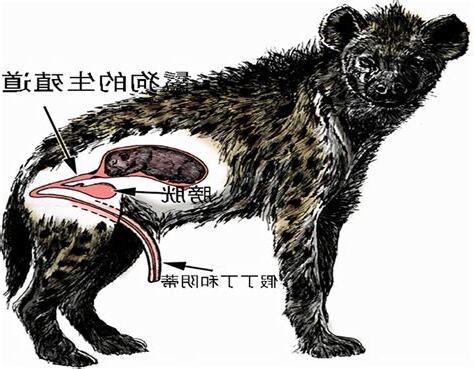 陰環母狗