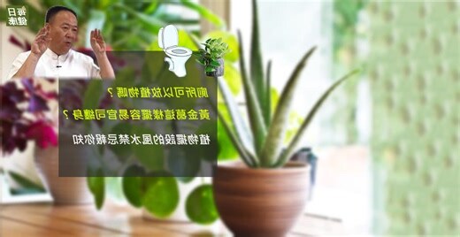 適合放在廁所的植物