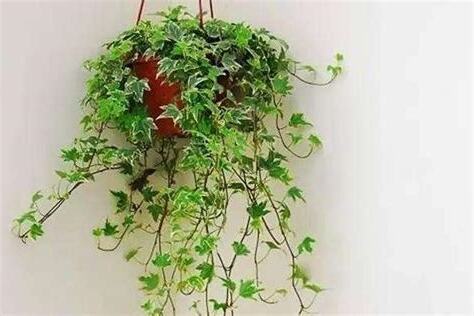 常春藤植物風水