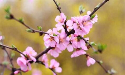 桃花意象