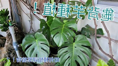 龜背芋養護