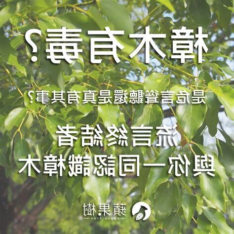 樟木有毒嗎