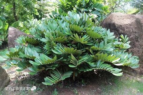 墨西哥鐵樹開花