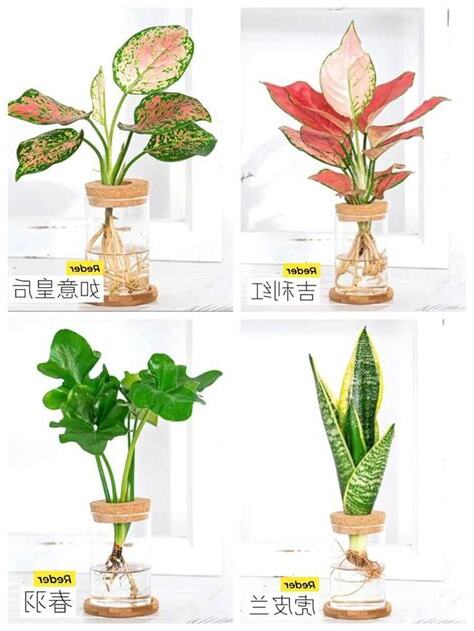 水耕植物有哪些