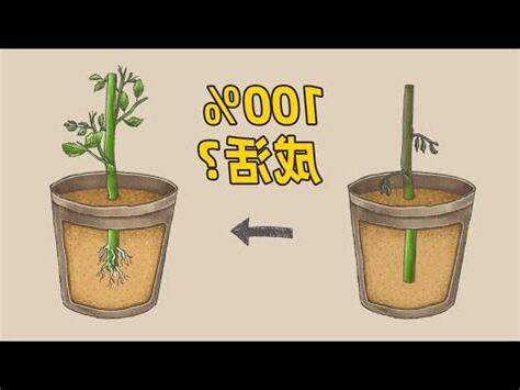 阿波羅植物繁殖
