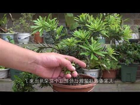 羅漢松開花結果