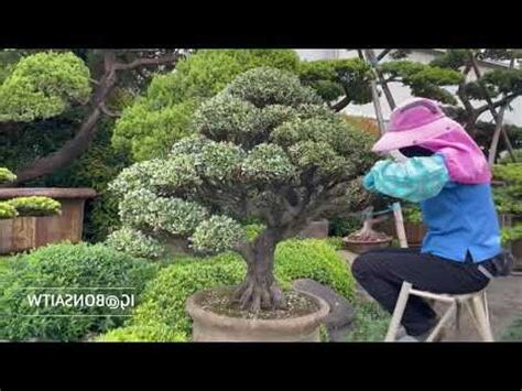 象牙樹風水