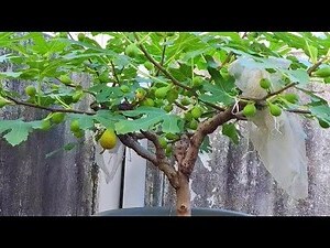 無花果樹不結果