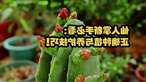 仙人掌作用