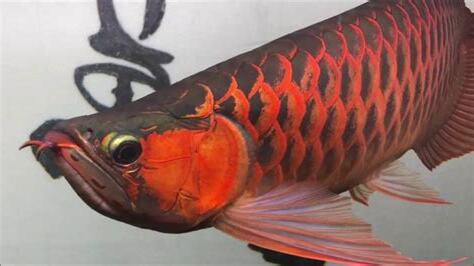 紅龍品種
