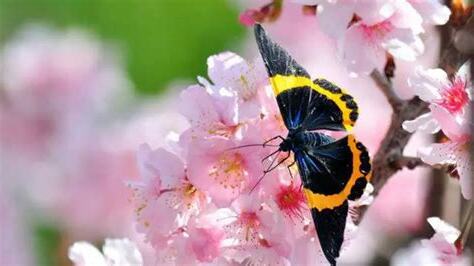 桃花運測試免費