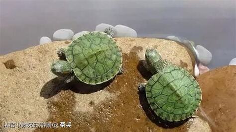 巴西龜怎麼養
