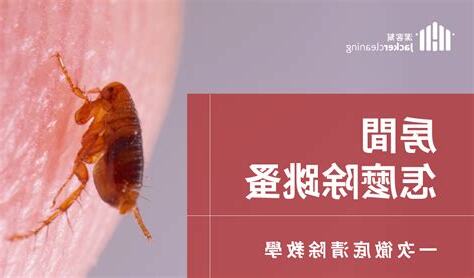 房間有跳蚤該怎麼辦