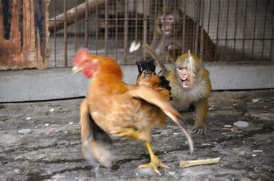 猴跟雞