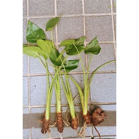 佛手芋風水