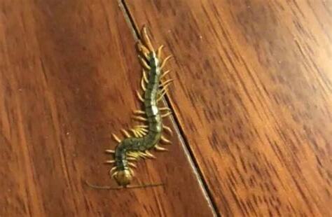 家中有蜈蚣風水